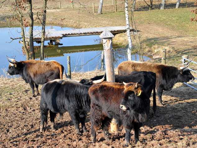 Auerochsen im Josefstal