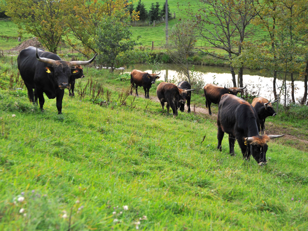 Auerochsen im Josefstal