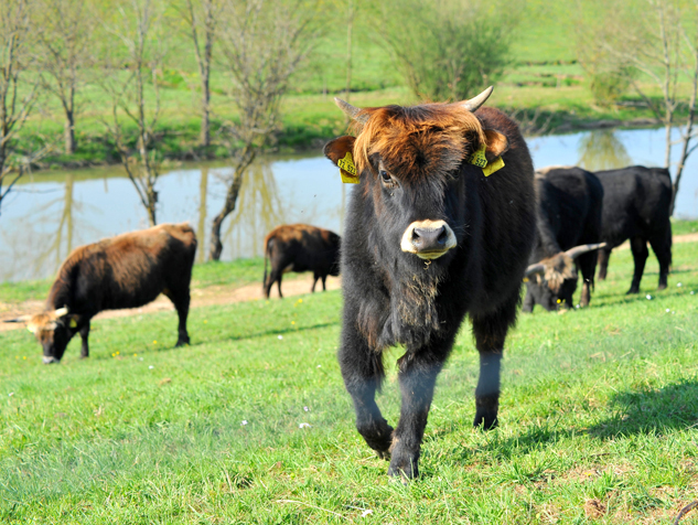 Auerochsen im Josefstal