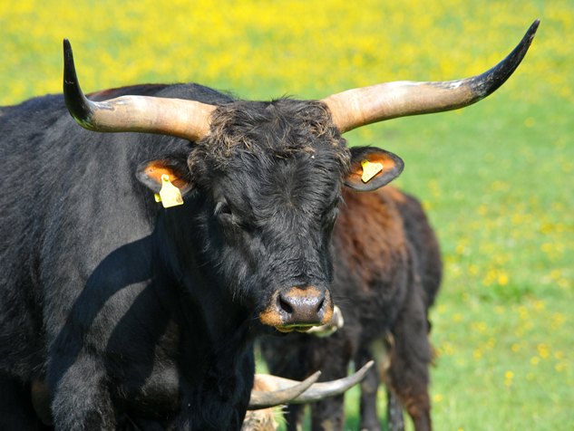 Auerochsen im Josefstal