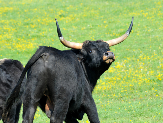 Auerochsen im Josefstal