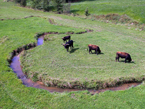 Auerochsen im Josefstal