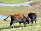 Auerochsen im Josefstal