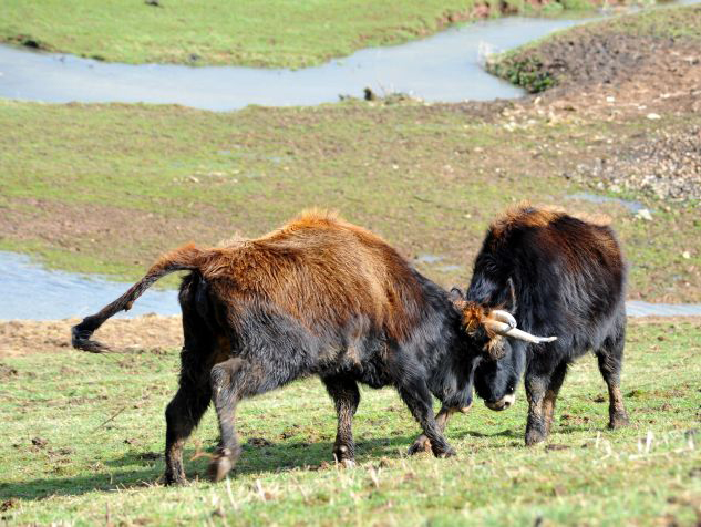 Auerochsen im Josefstal