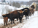 Auerochsen im Josefstal