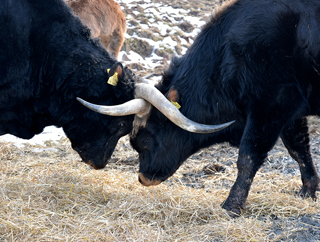 Auerochsen im Josefstal