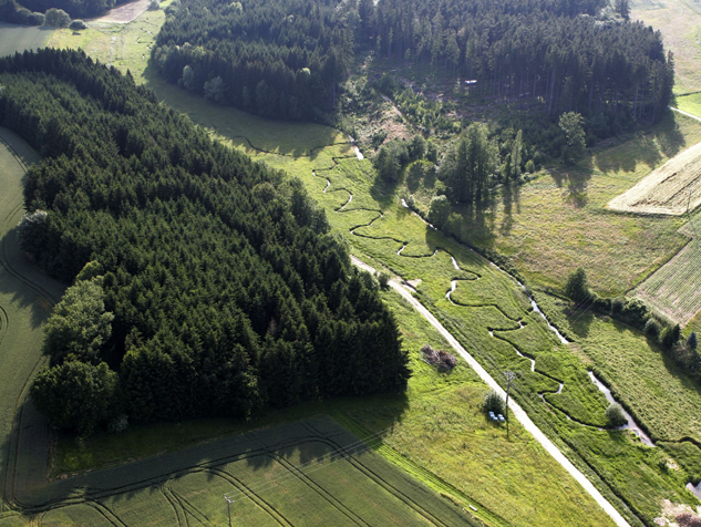 Auerochsen im Josefstal - Bachrenaturierung