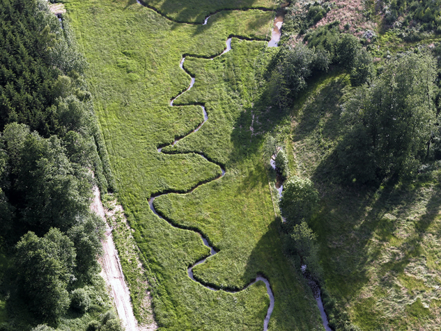 Auerochsen im Josefstal - Bachrenaturierung