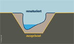 Auerochsen im Josefstal - Bachrenaturierung