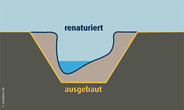 Auerochsen im Josefstal - Bachrenaturierung