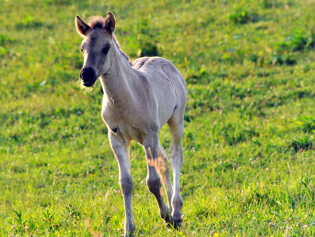 Auerochsen im Josefstal - Konik-Wildpferde