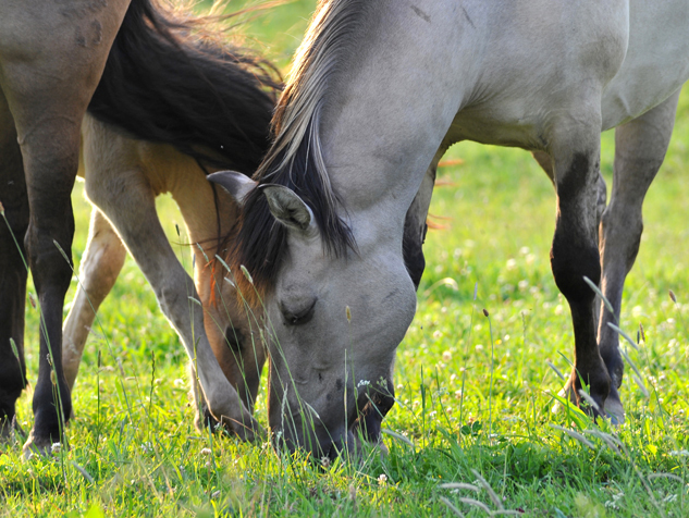 Auerochsen im Josefstal - Konik-Wildpferde