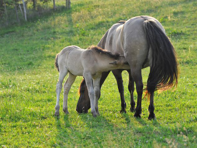 Auerochsen im Josefstal - Konik-Wildpferde