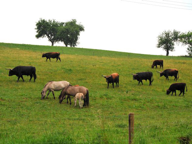 Auerochsen im Josefstal - Konik-Wildpferde