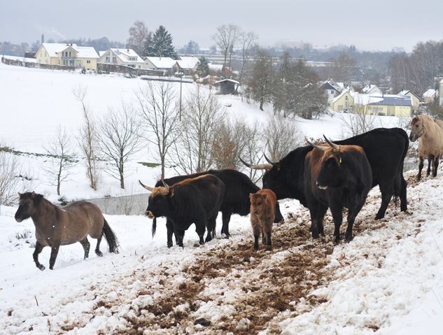 Auerochsen im Josefstal - Konik-Wildpferde