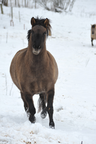 Auerochsen im Josefstal - Konik-Wildpferde