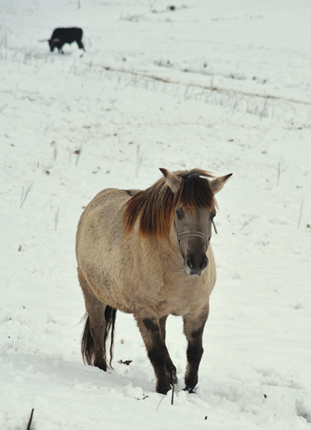 Auerochsen im Josefstal - Konik-Wildpferde