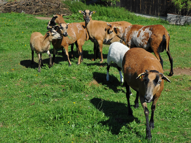 Auerochsen im Josefstal - Landwirtschaft