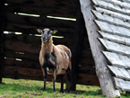 Auerochsen im Josefstal