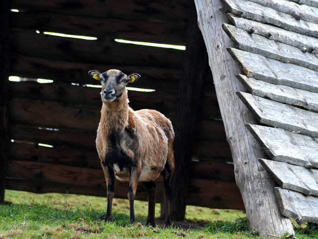 Auerochsen im Josefstal - Landwirtschaft