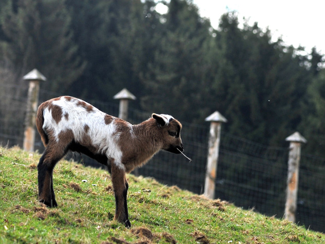 Auerochsen im Josefstal - Landwirtschaft