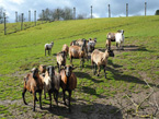 Auerochsen im Josefstal