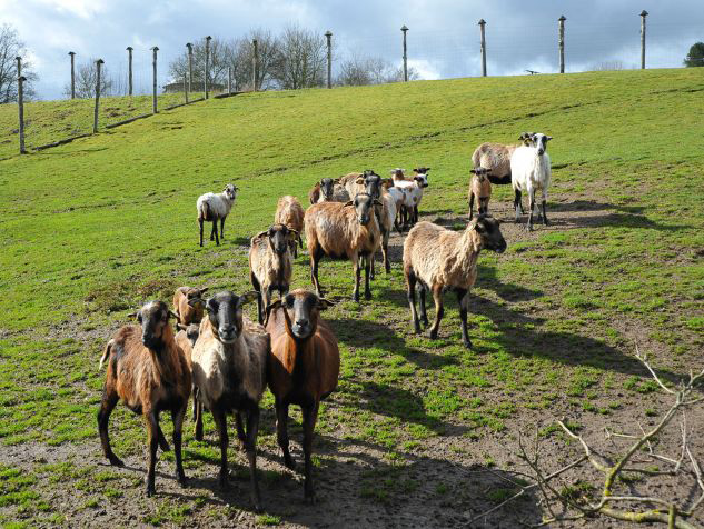 Auerochsen im Josefstal - Landwirtschaft