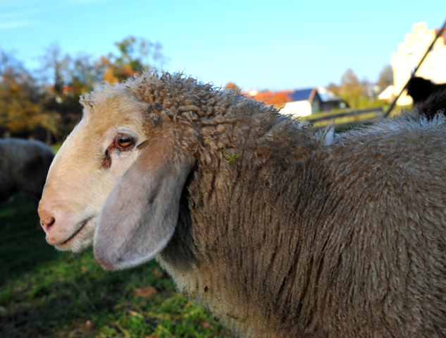 Auerochsen im Josefstal - Landwirtschaft