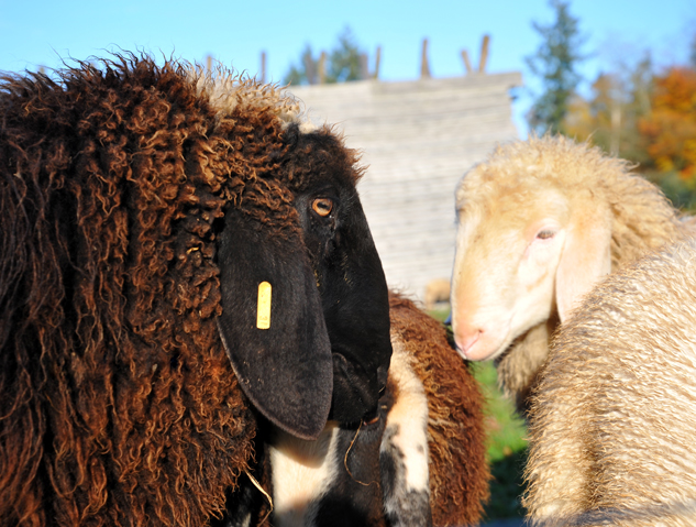 Auerochsen im Josefstal - Landwirtschaft