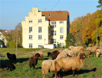 Auerochsen im Josefstal