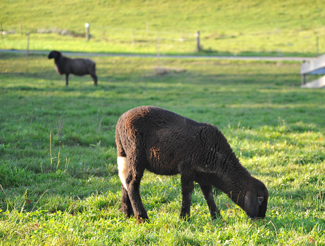 Auerochsen im Josefstal - Landwirtschaft