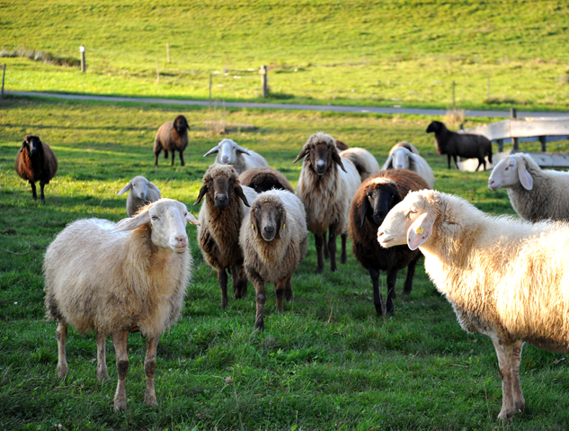 Auerochsen im Josefstal - Landwirtschaft