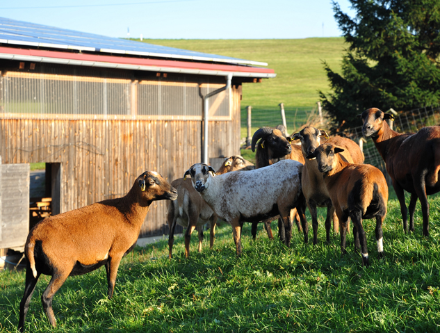 Auerochsen im Josefstal - Landwirtschaft