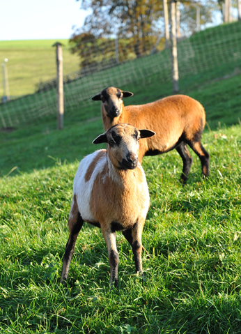 Auerochsen im Josefstal - Landwirtschaft