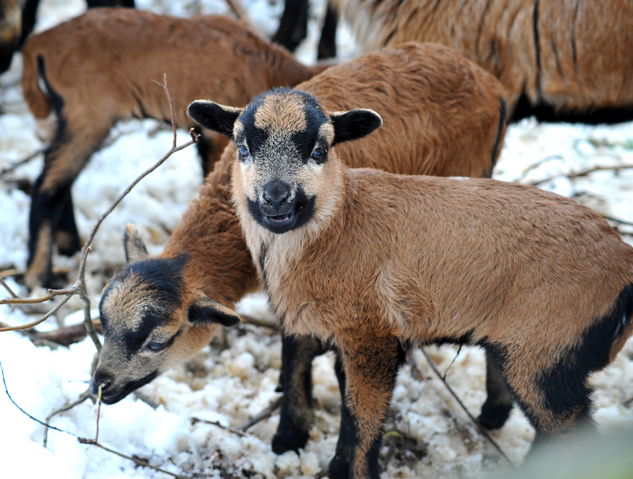 Auerochsen im Josefstal - Landwirtschaft